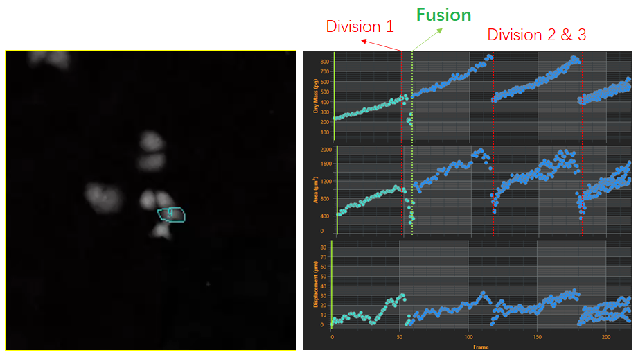 2、細(xì)胞譜系研究-2.png