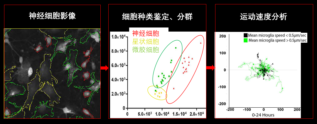 1、無標(biāo)記神經(jīng)細(xì)胞共培養(yǎng).png