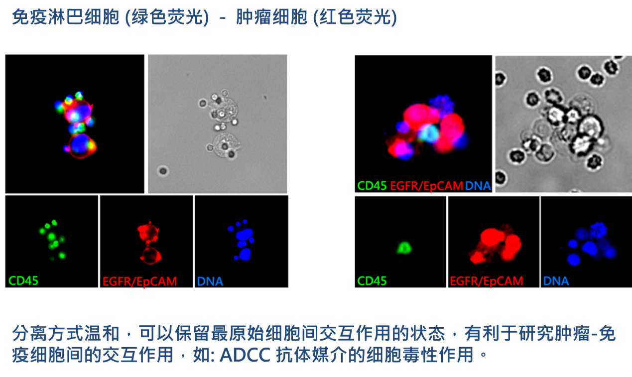 2、腫瘤-免疫細(xì)胞交互作用研究.png